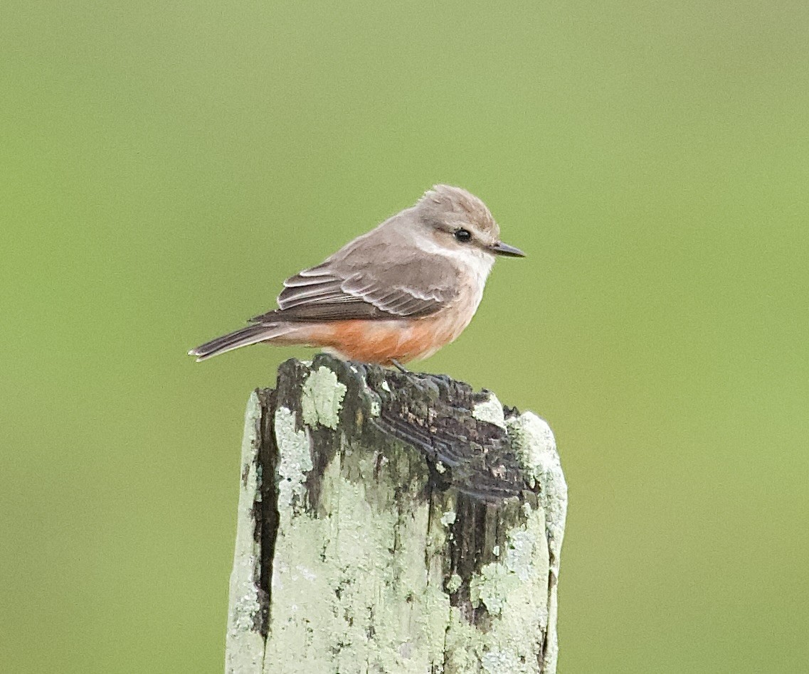 Vermilion Flycatcher - ML647876433