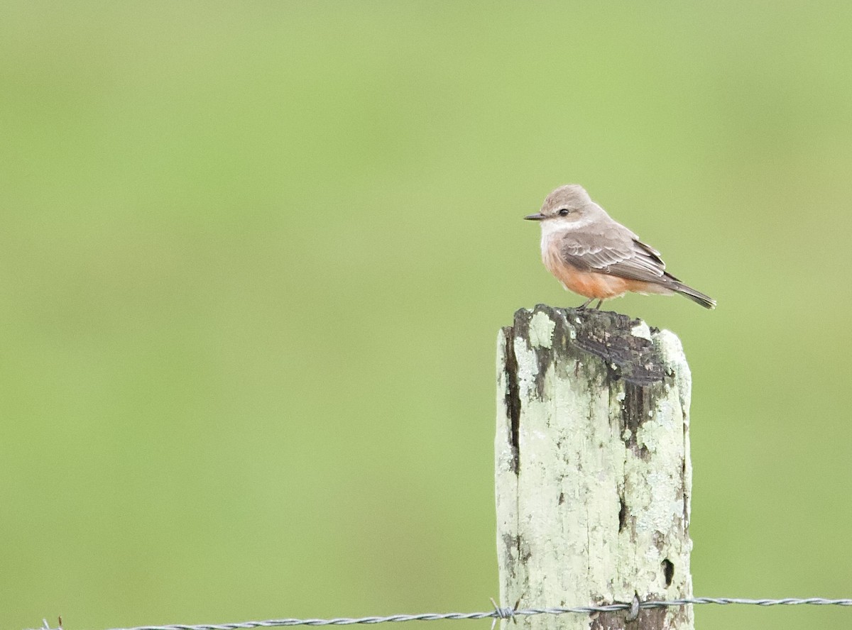 Vermilion Flycatcher - ML647876434