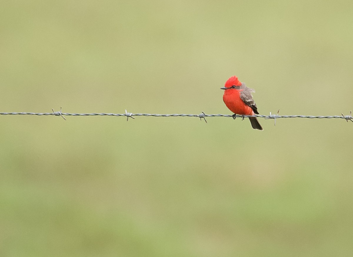 Vermilion Flycatcher - ML647876435