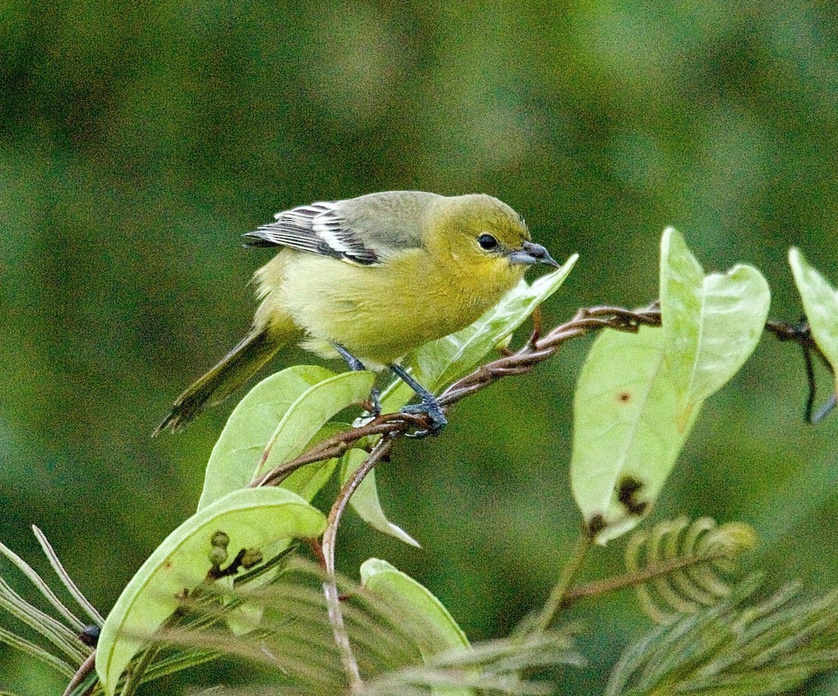 Orchard Oriole - ML647876450