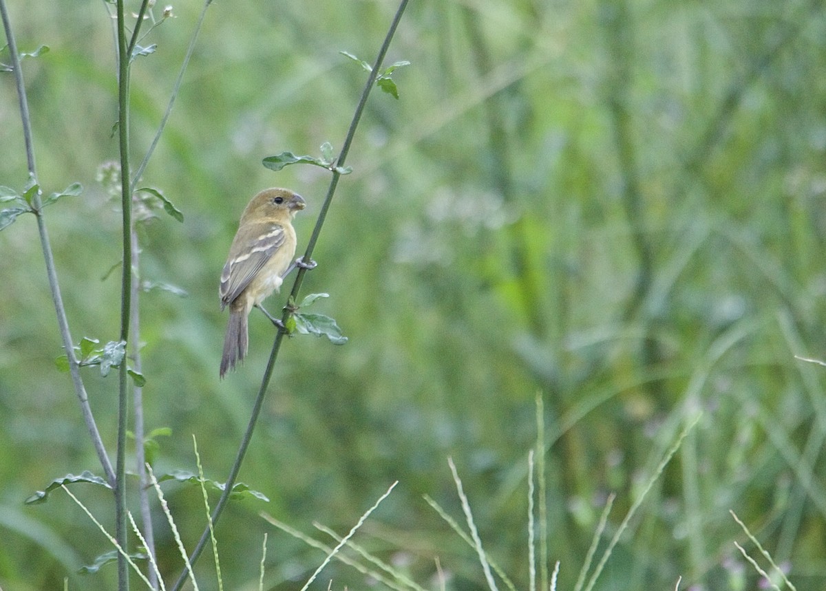 Morelet's Seedeater - ML647876456