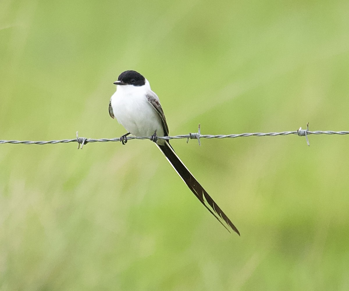 Fork-tailed Flycatcher - ML647876469