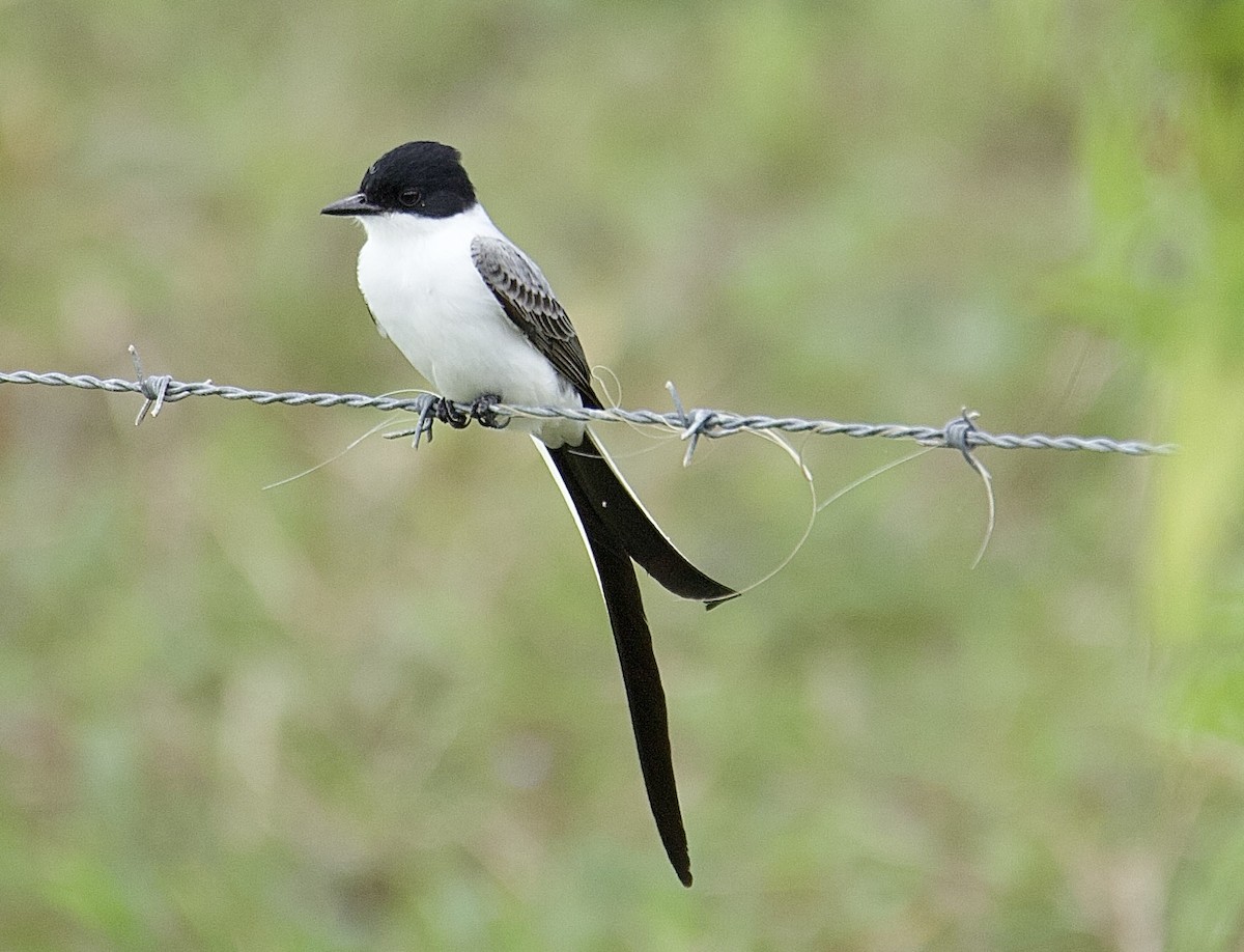 Fork-tailed Flycatcher - ML647876470