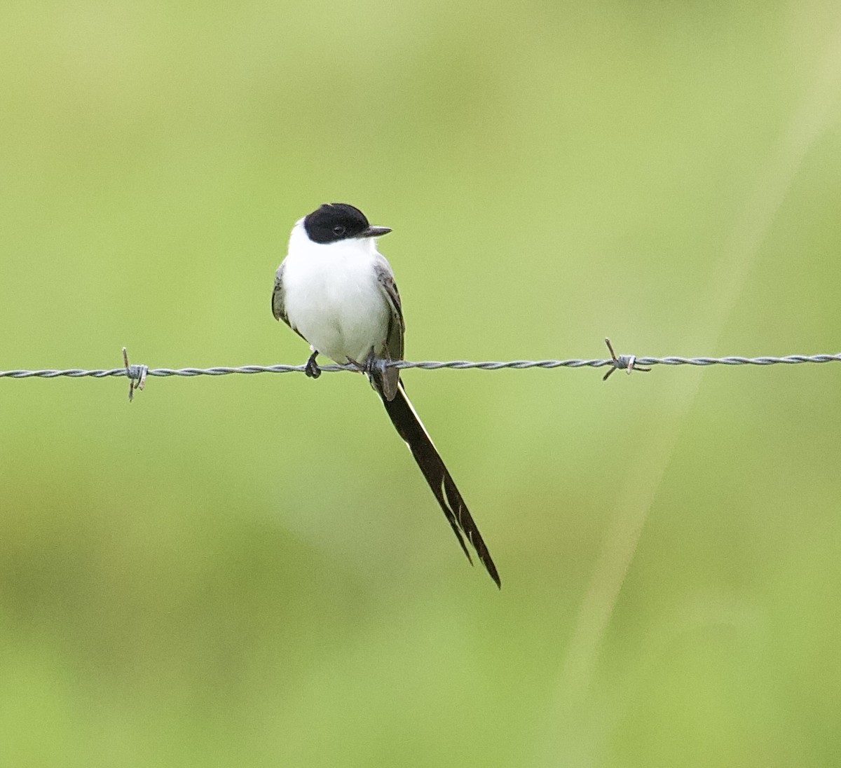 Fork-tailed Flycatcher - ML647876471