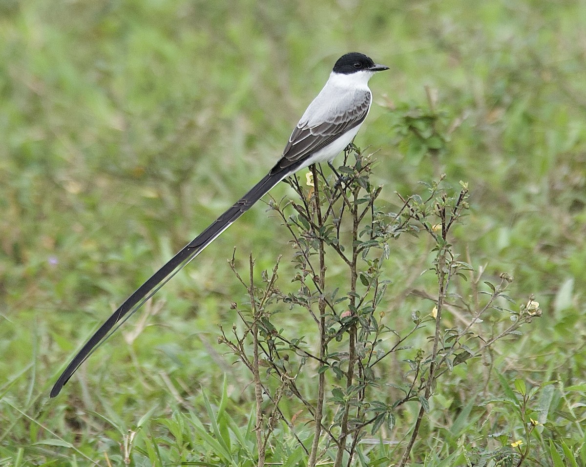 Fork-tailed Flycatcher - ML647876472