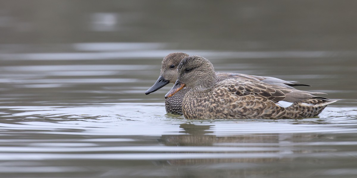 Серая утка - ML647876476