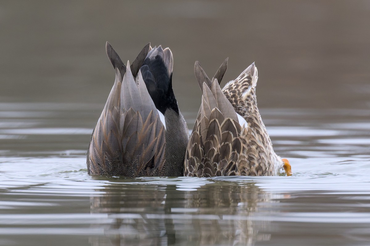 Серая утка - ML647876480