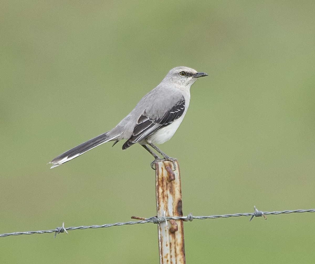 Tropikal Taklitçi - ML647876481