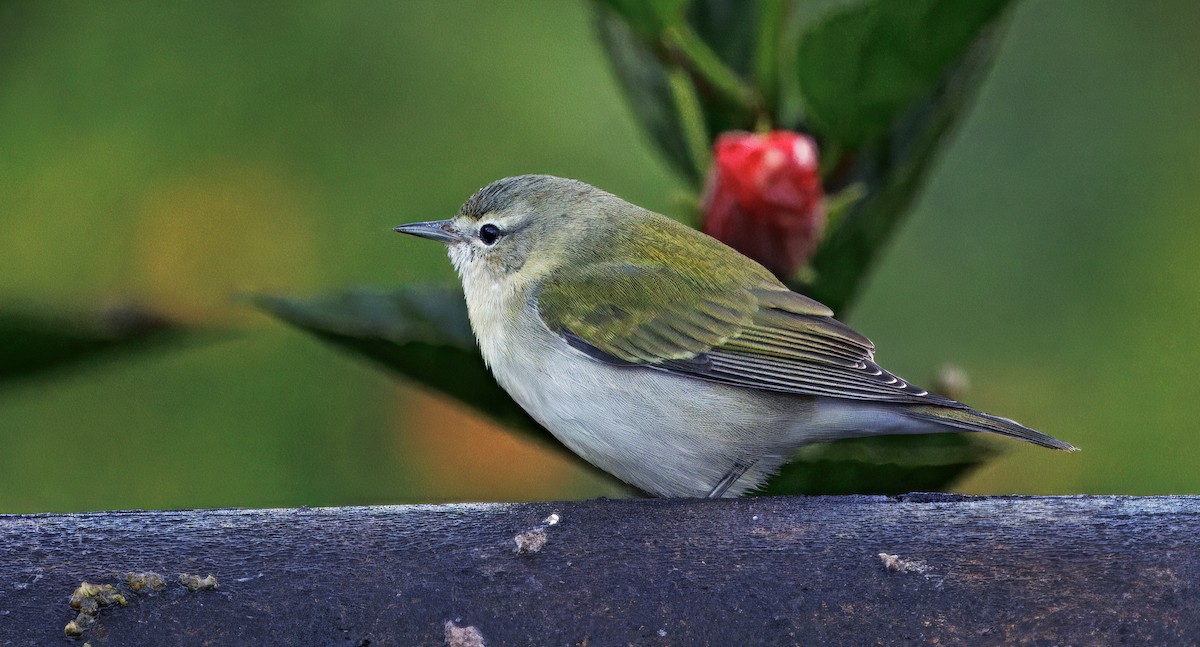 Пеночковая древесница - ML647876483