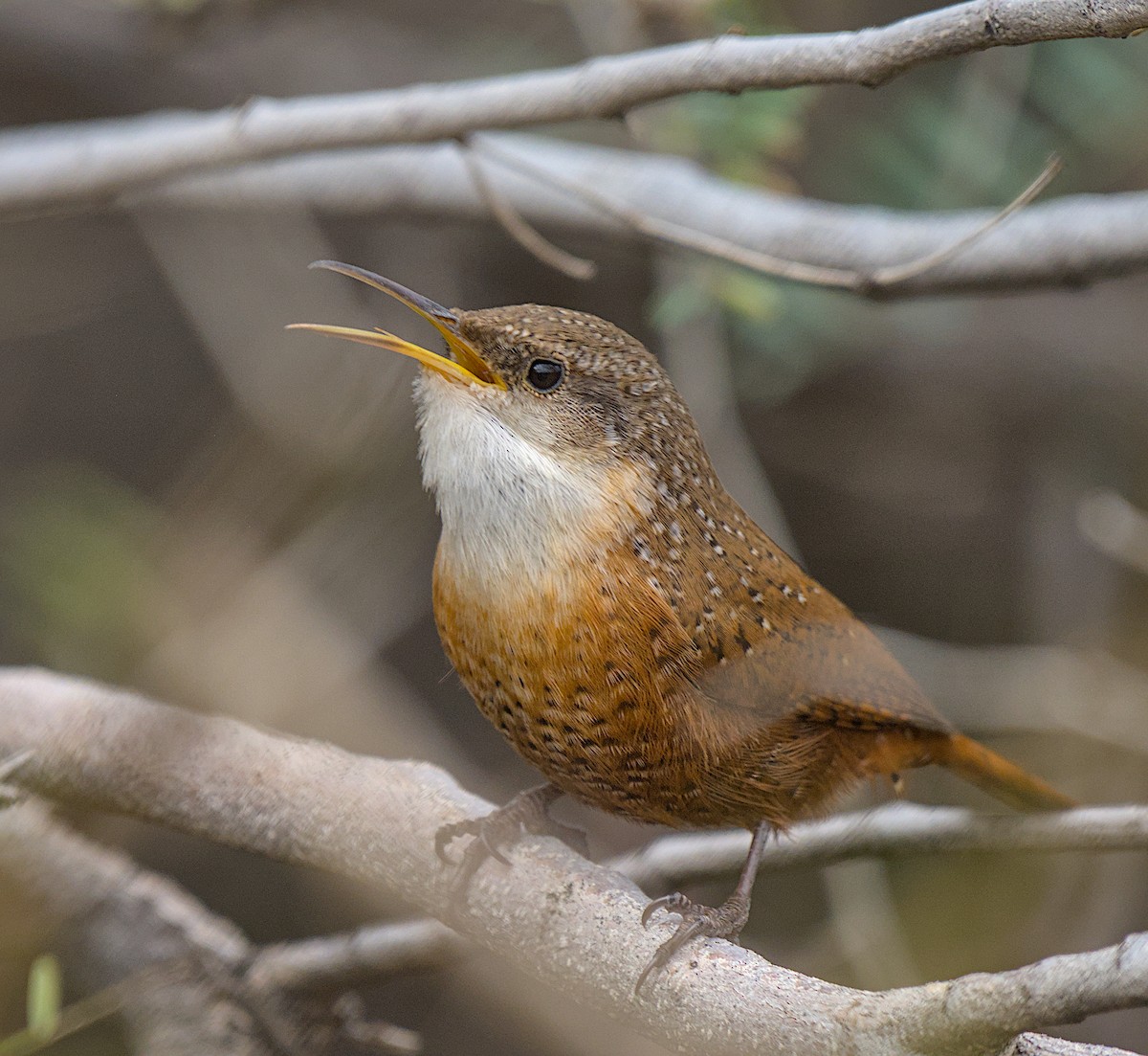 Каньонный крапивник - ML647876486