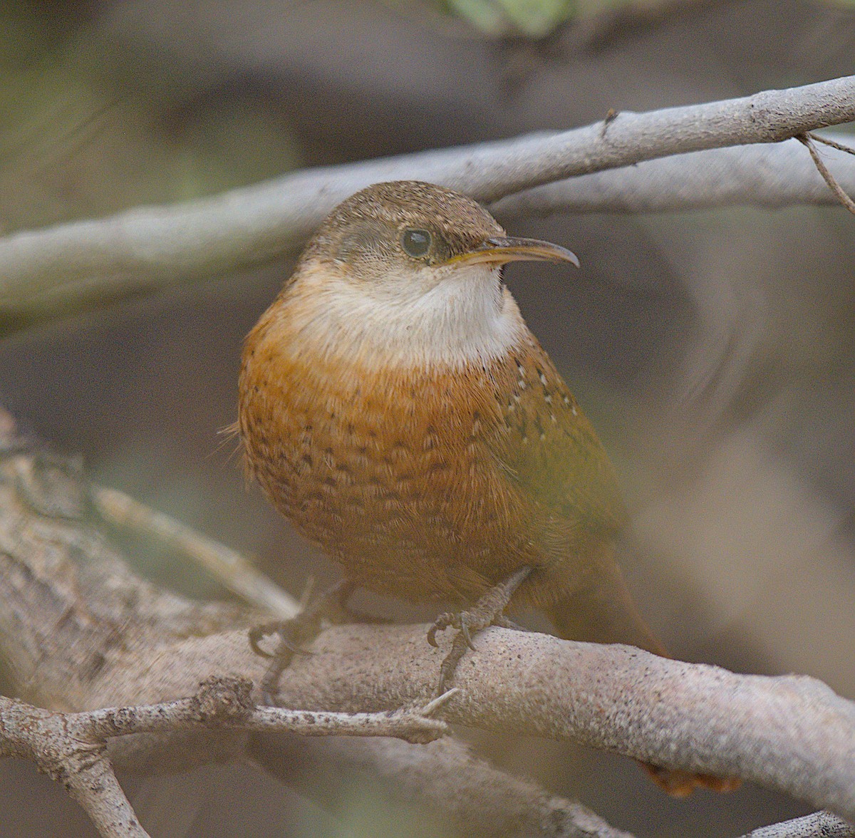Каньонный крапивник - ML647876487