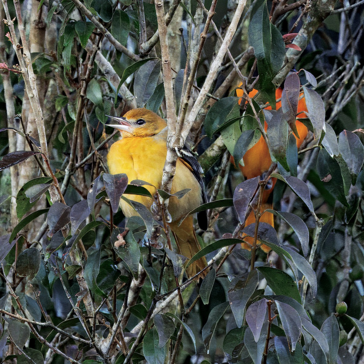 Балтиморский трупиал - ML647876488