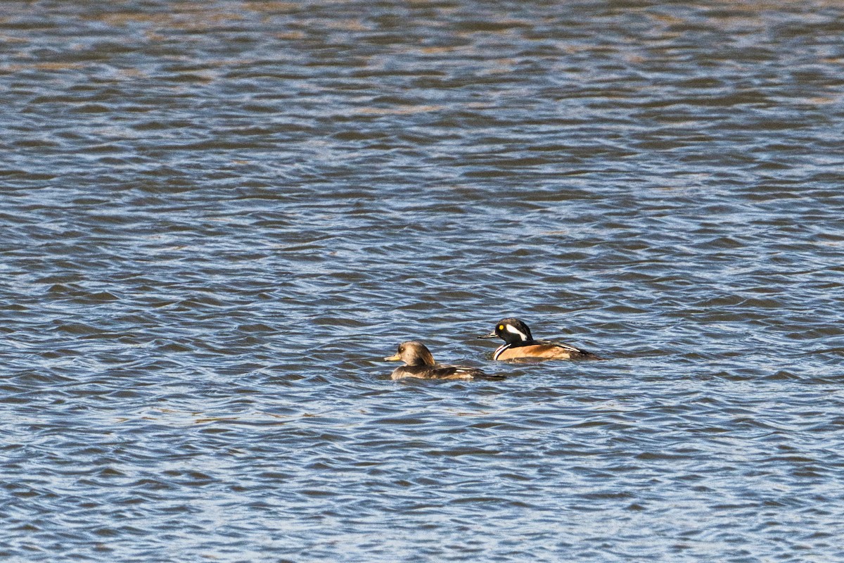 Капюшоновый крохаль - ML647876489