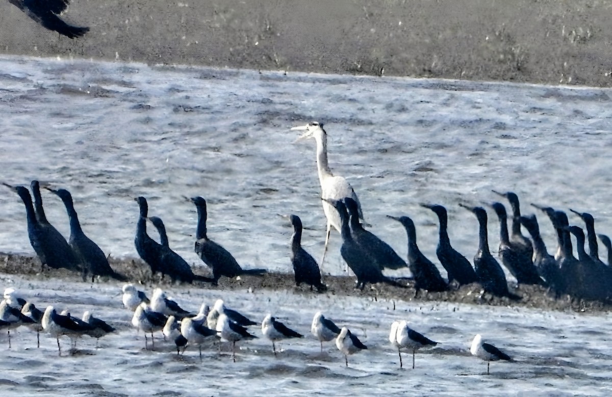 Серая цапля - ML647876490