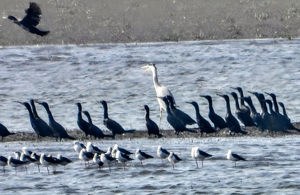 Серая цапля - ML647876491