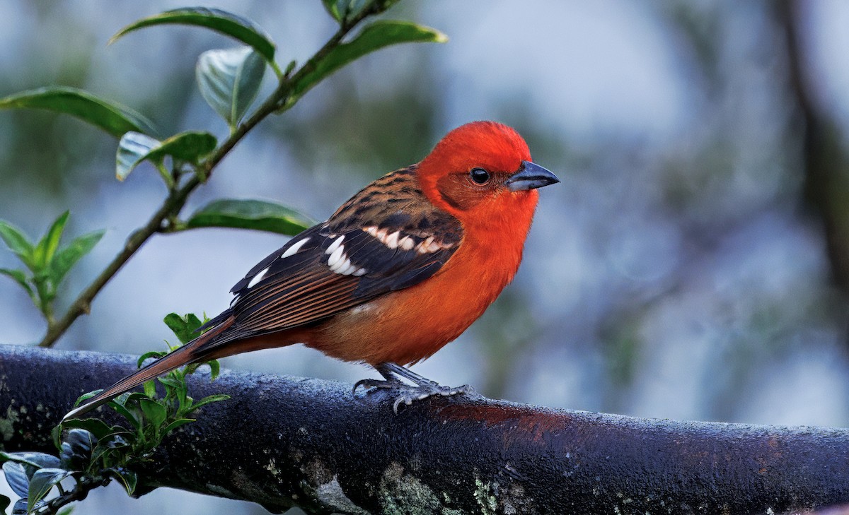 Огненная пиранга - ML647876492