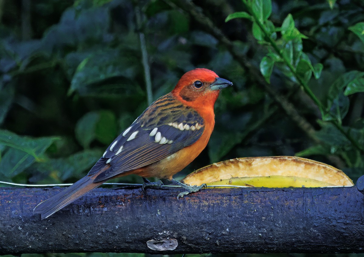 Огненная пиранга - ML647876493