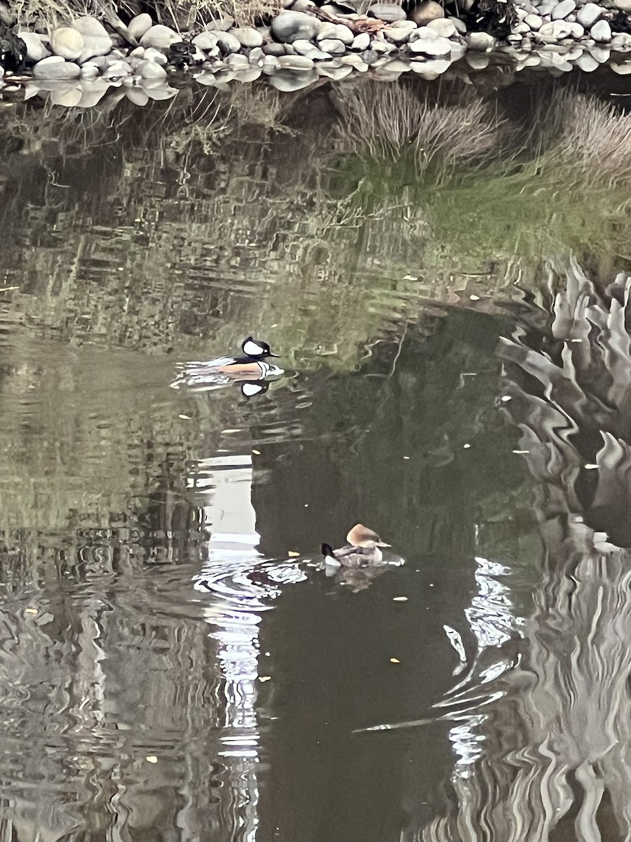 Капюшоновый крохаль - ML647876494