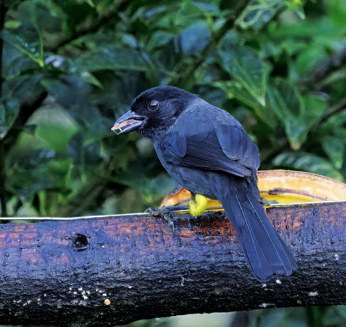 Желтобёдрая атлапета - ML647876498