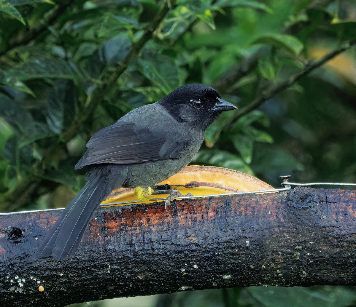 Желтобёдрая атлапета - ML647876499