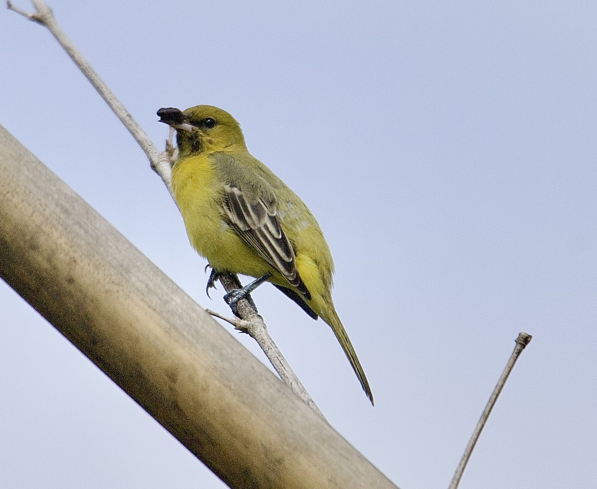 Садовый трупиал - ML647876500