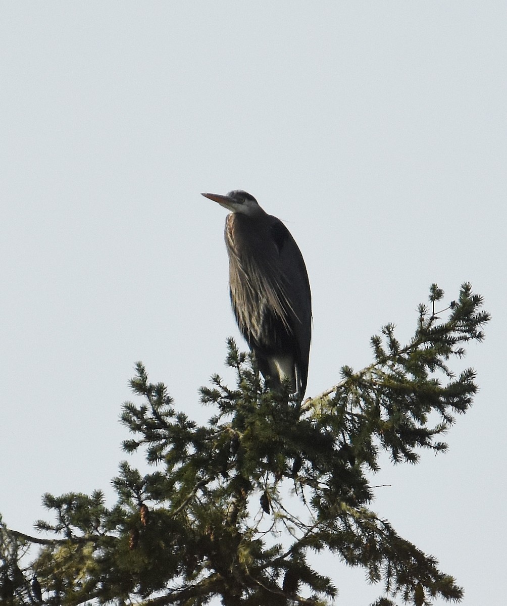 Большая голубая цапля - ML647876503