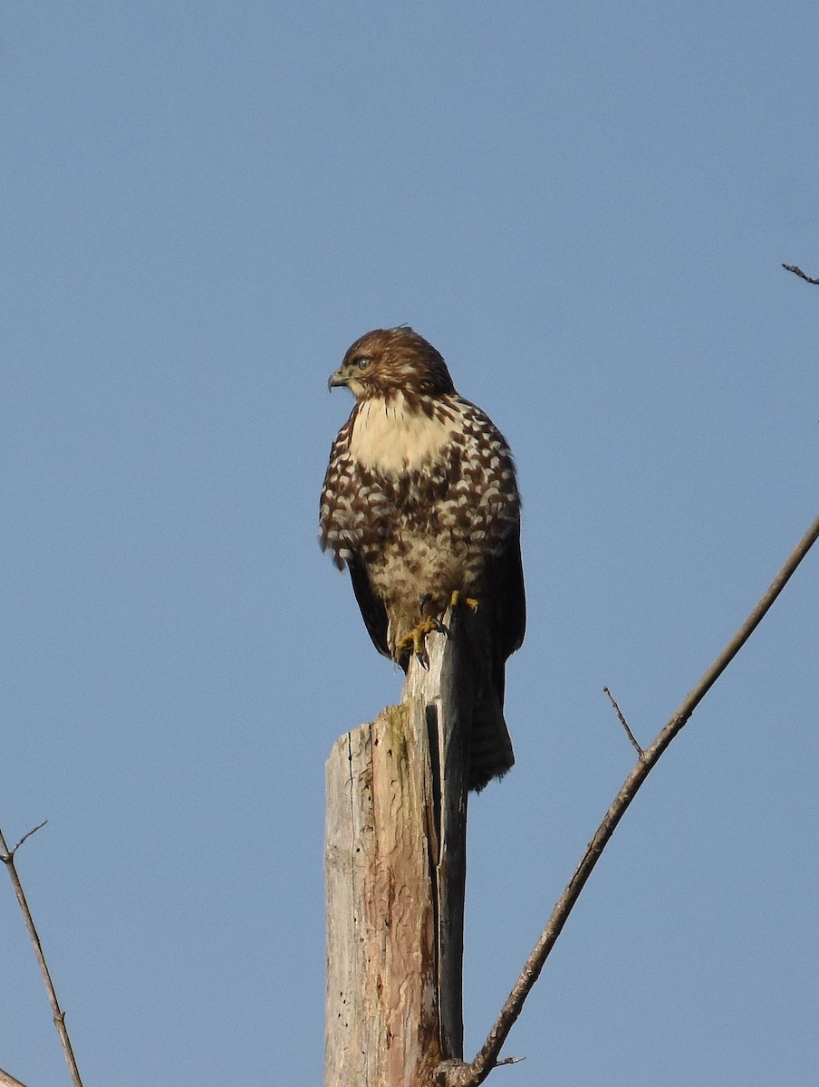 Краснохвостый канюк - ML647876505