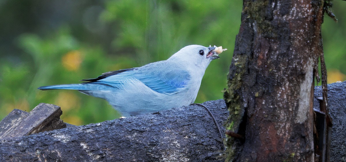 Сине-серая танагра - ML647876506