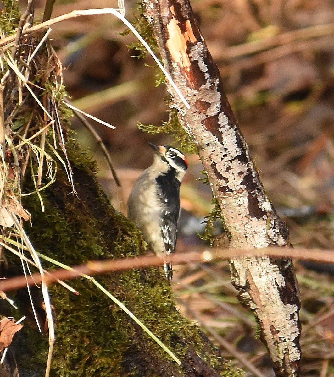 Пушистый дятел - ML647876508