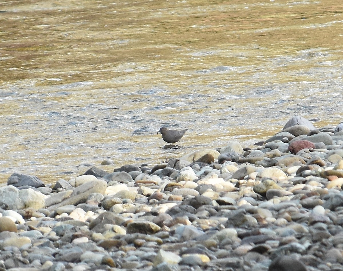 Серая оляпка - ML647876511