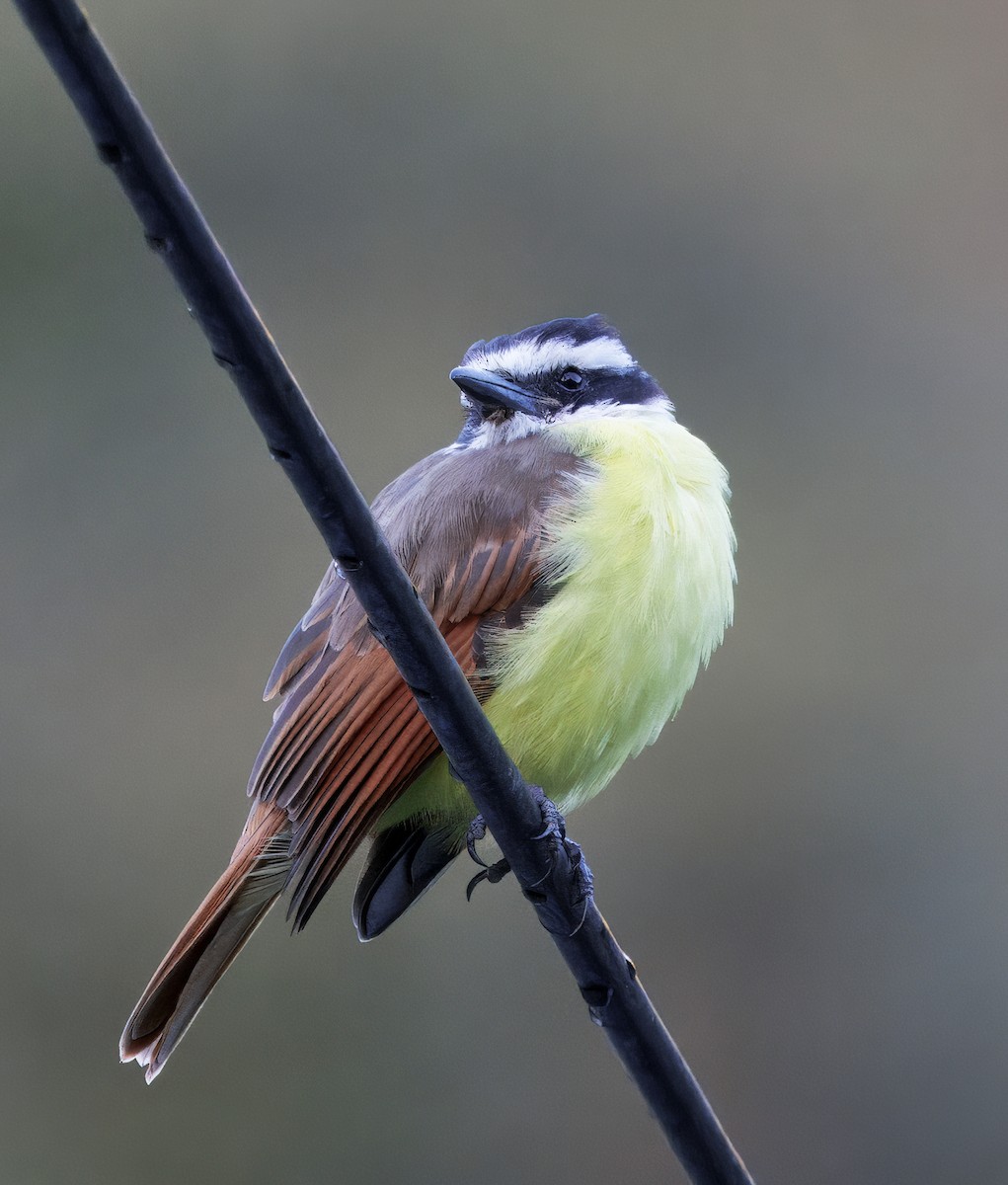 Большой бентеви, кискади - ML647876513