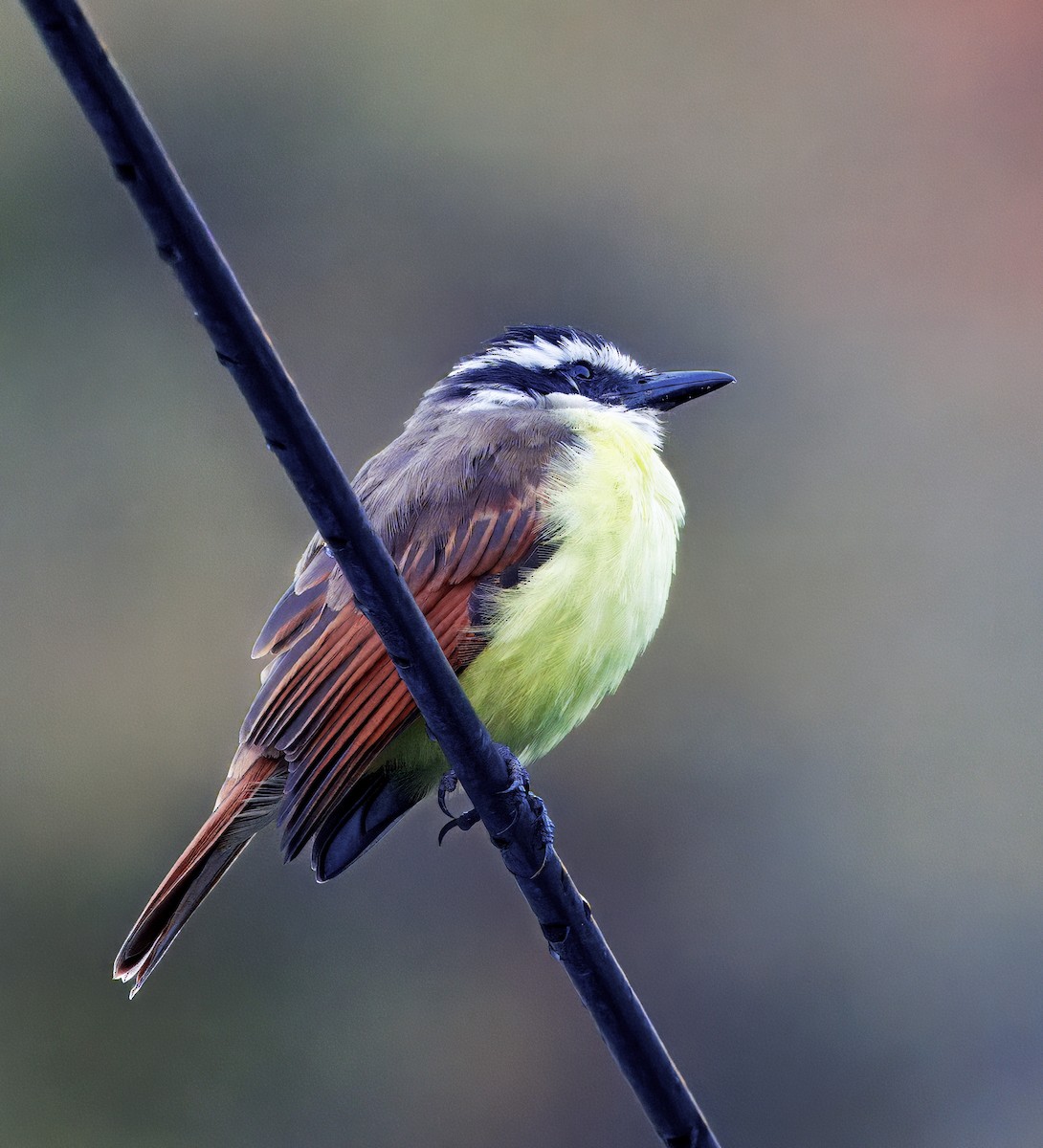 Большой бентеви, кискади - ML647876514