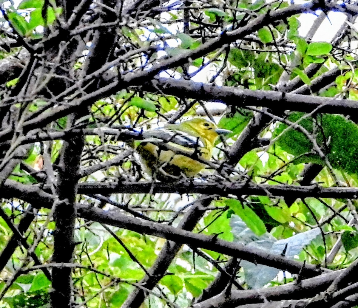 Garteniora - ML647876529