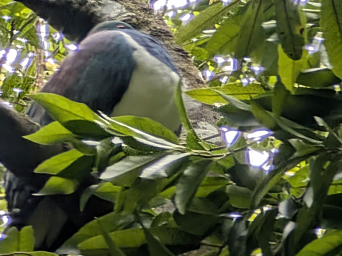 New Zealand Pigeon - ML647876531