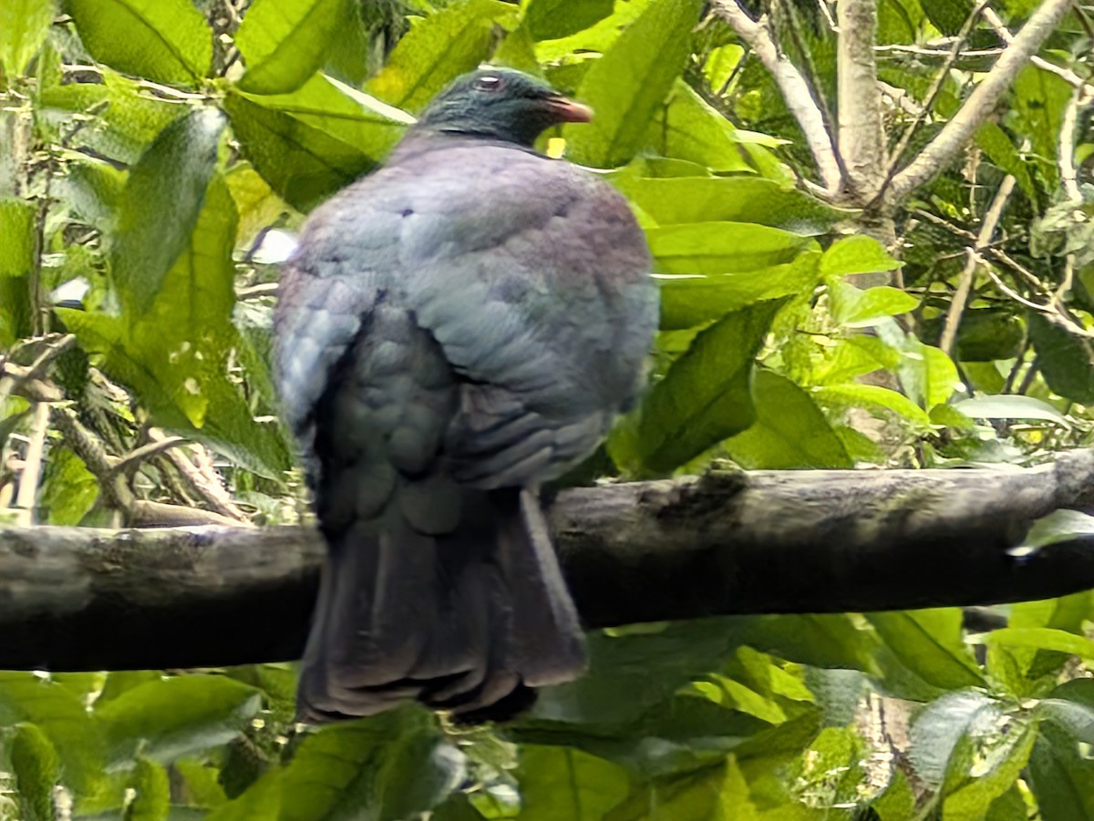 New Zealand Pigeon - ML647876532
