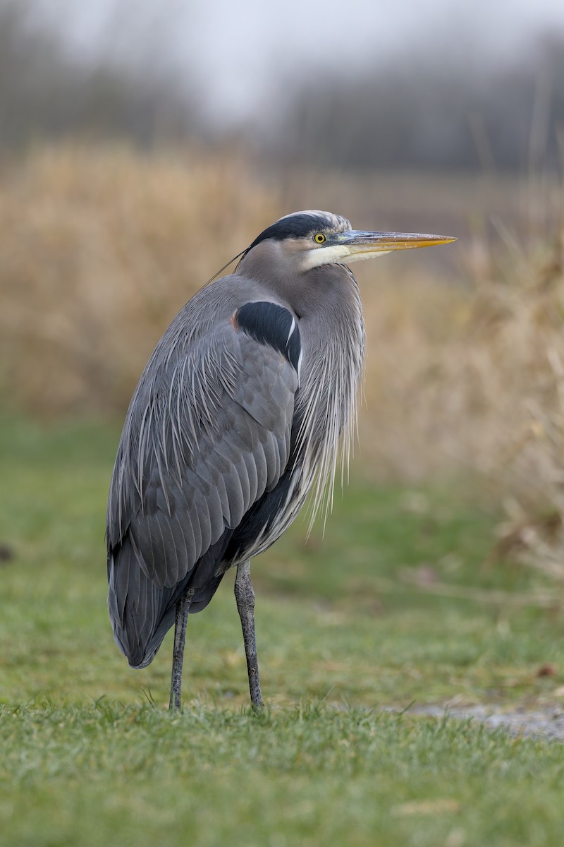 Kanadareiher - ML647876538