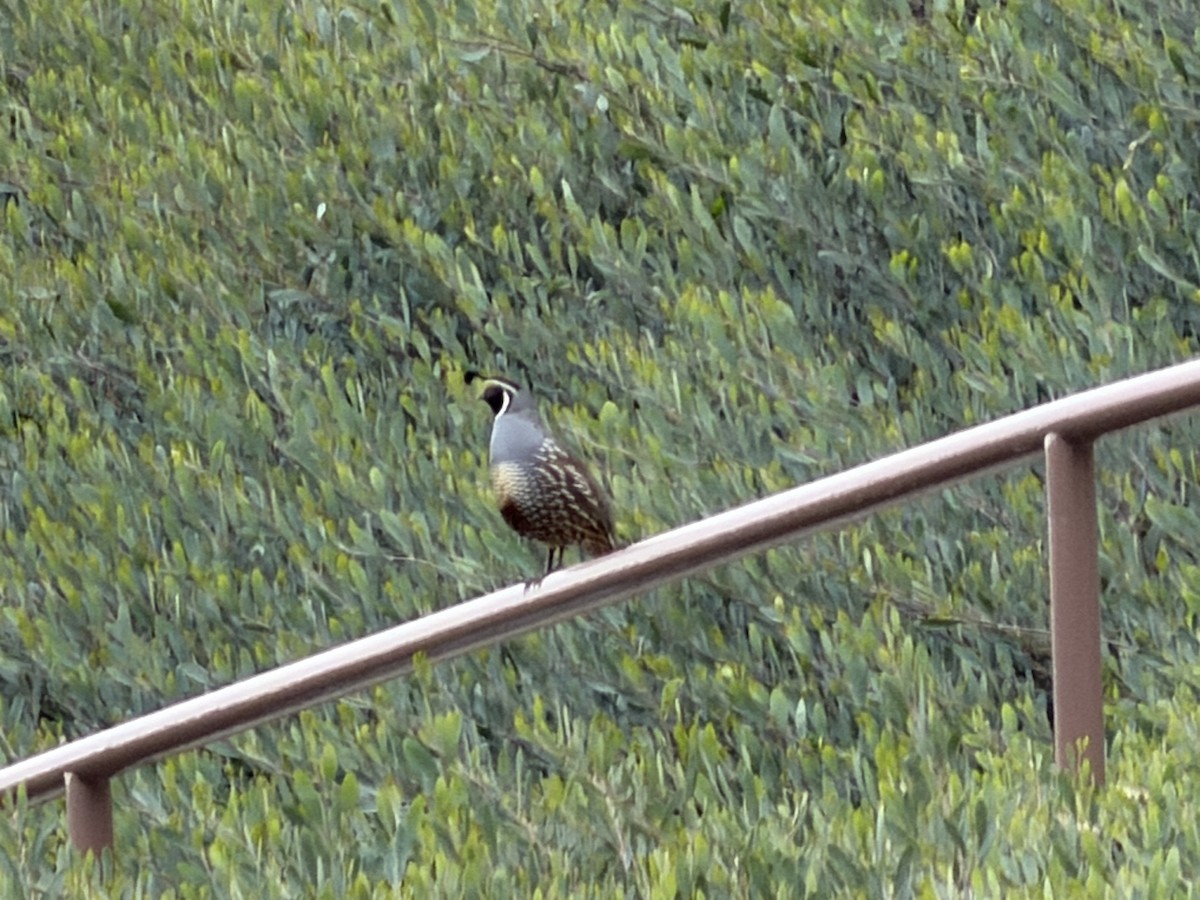 Schopfwachtel - ML647876540