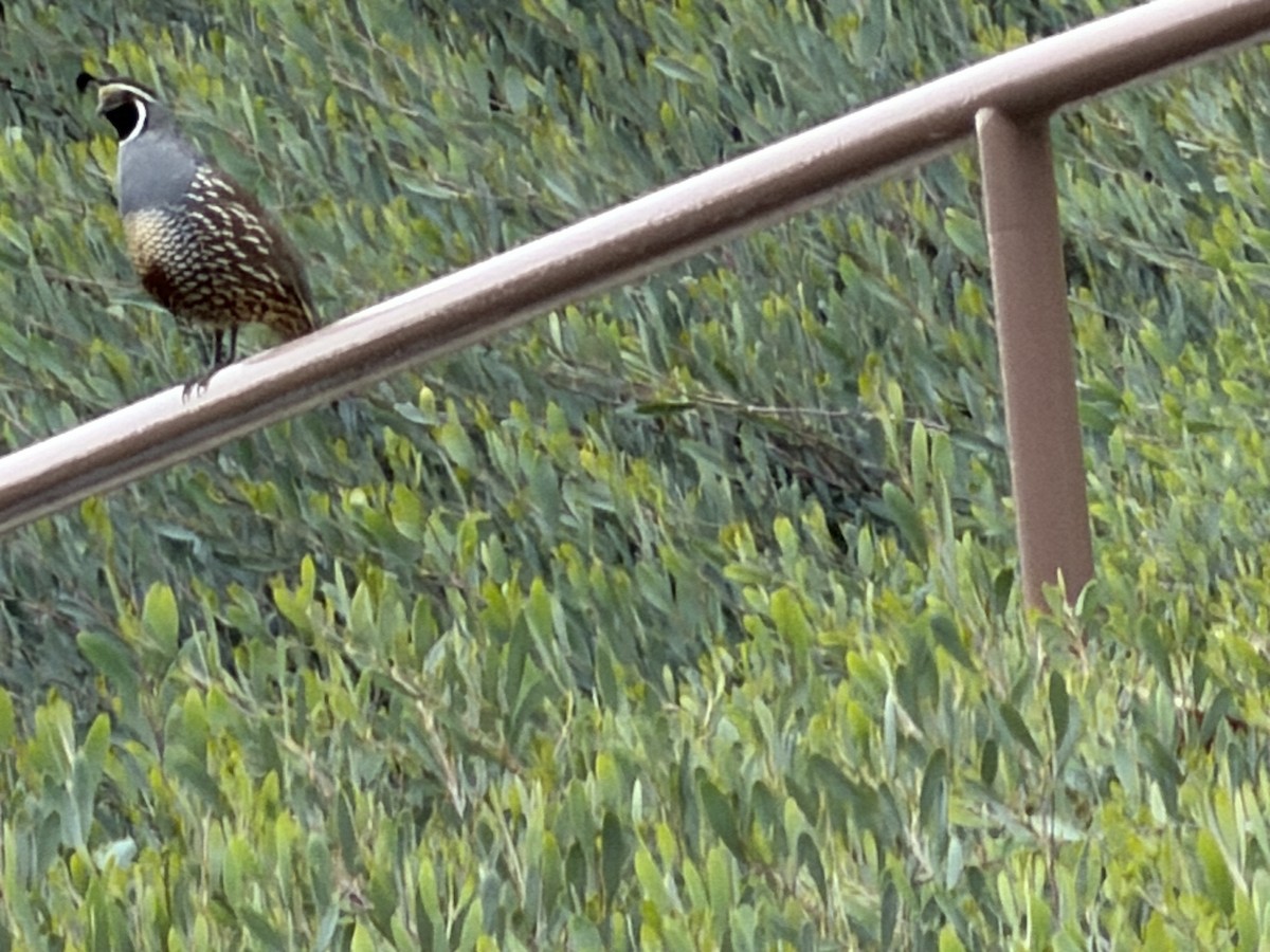 Schopfwachtel - ML647876541