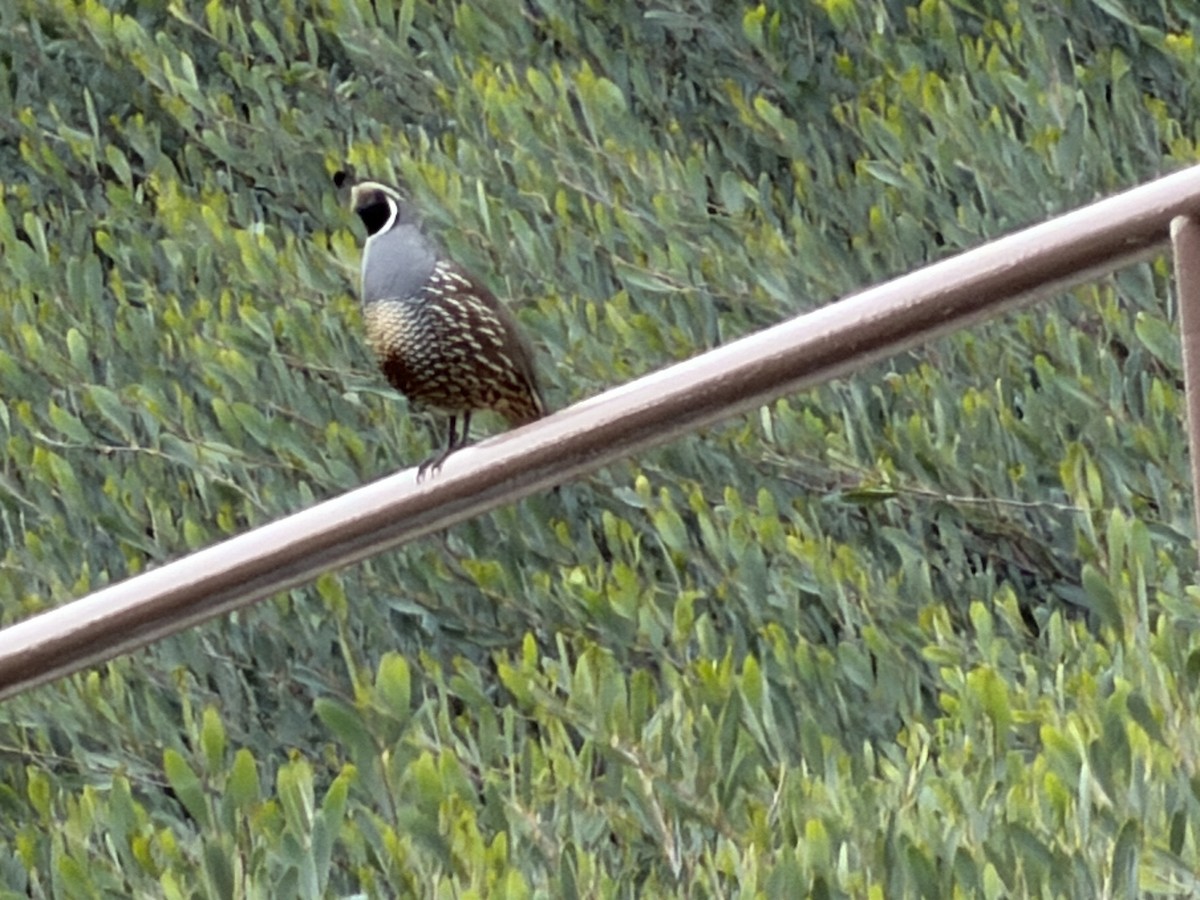 Schopfwachtel - ML647876542