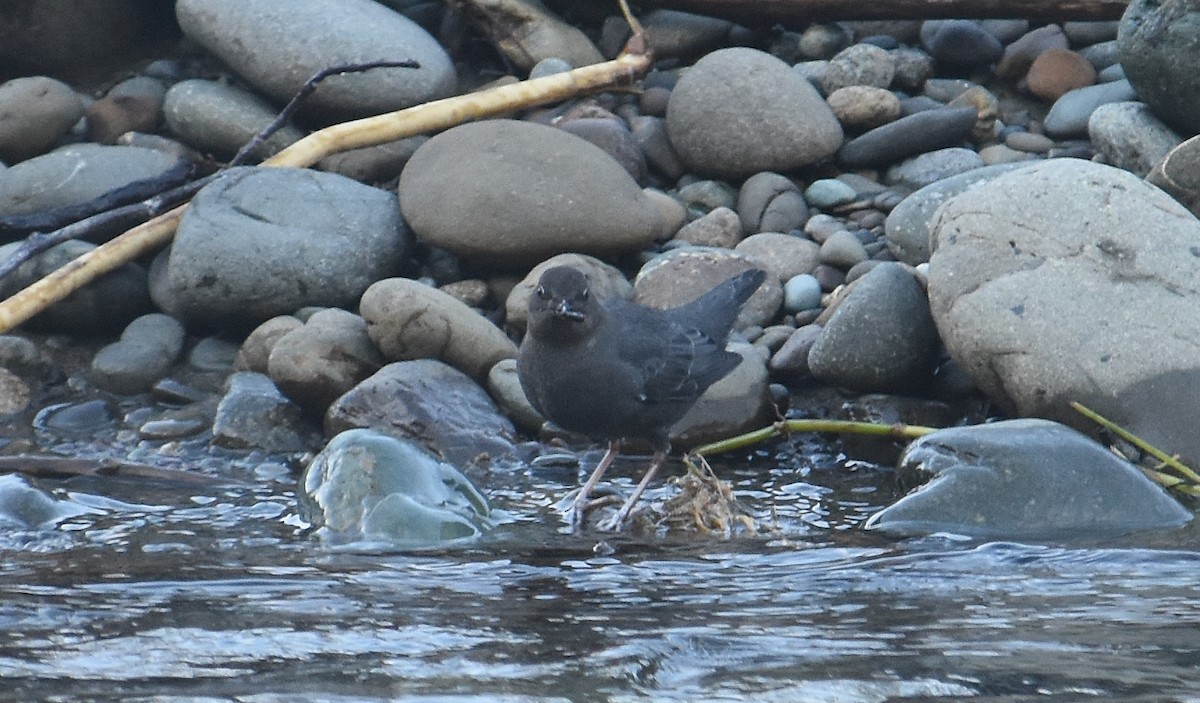 Grauwasseramsel - ML647876545