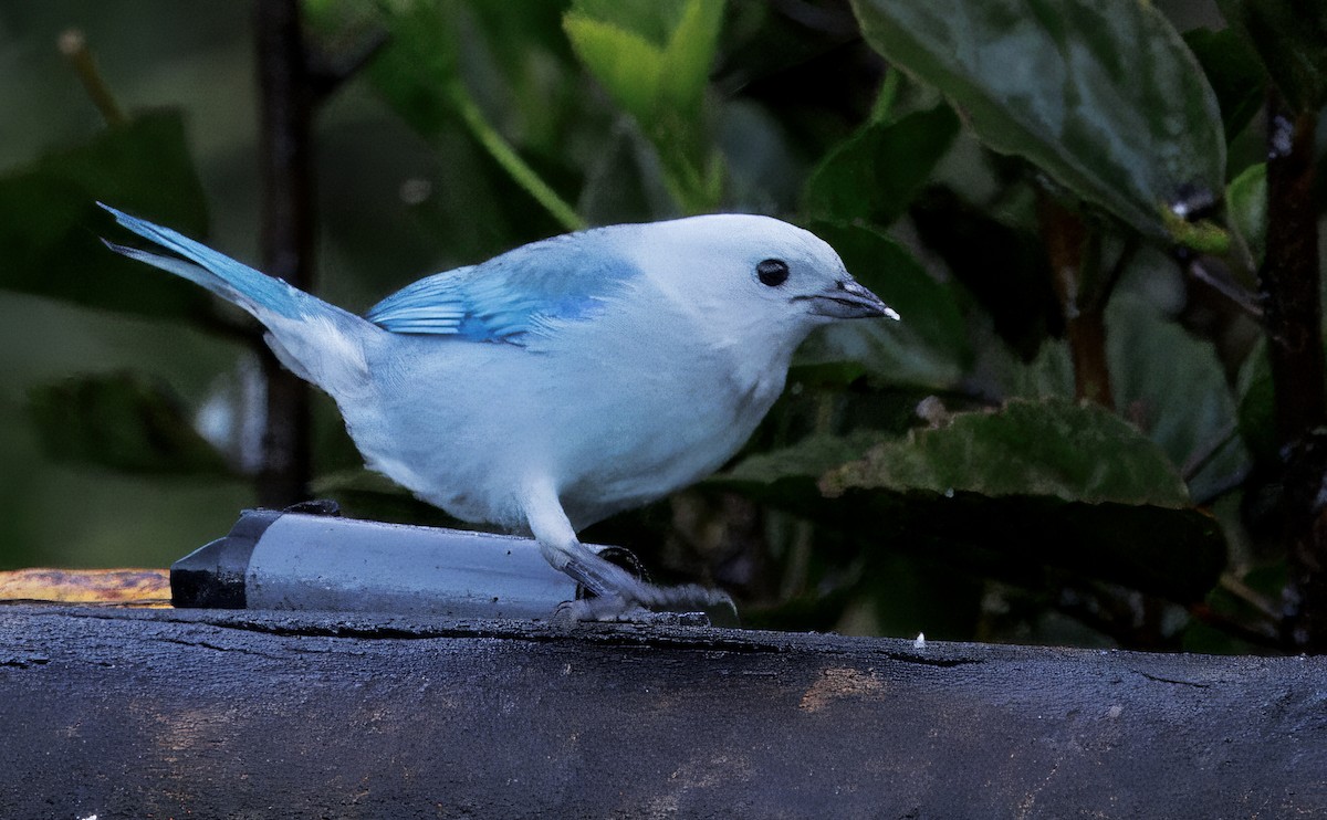 Bischofstangare - ML647876549