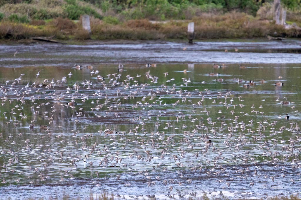 Bergstrandläufer - ML647876550