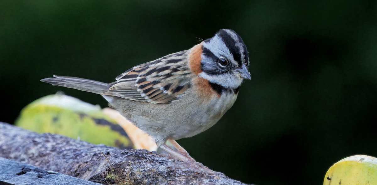 Morgenammer - ML647876552