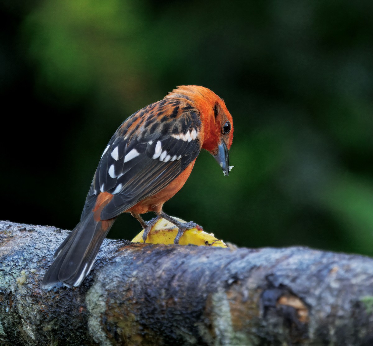 Blutkardinal - ML647876558