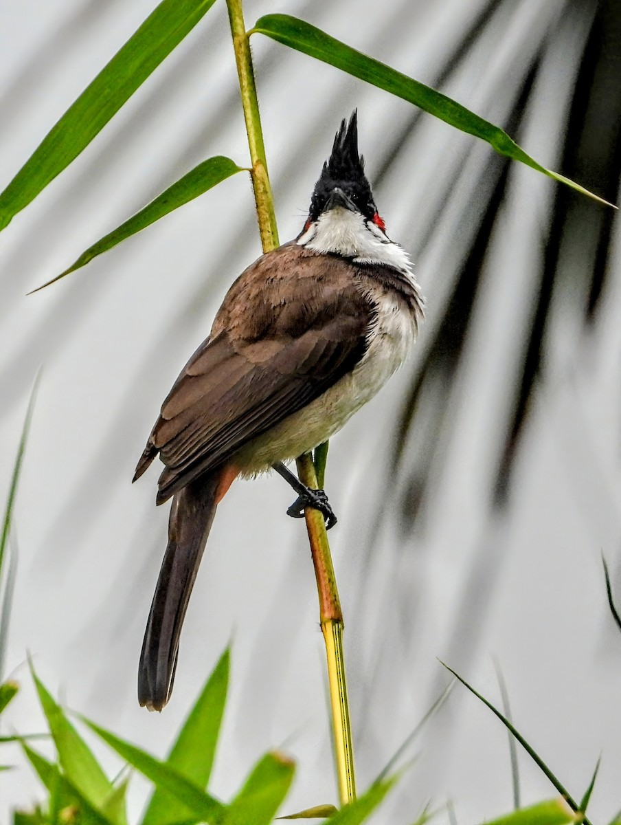 Rotohrbülbül - ML647876560