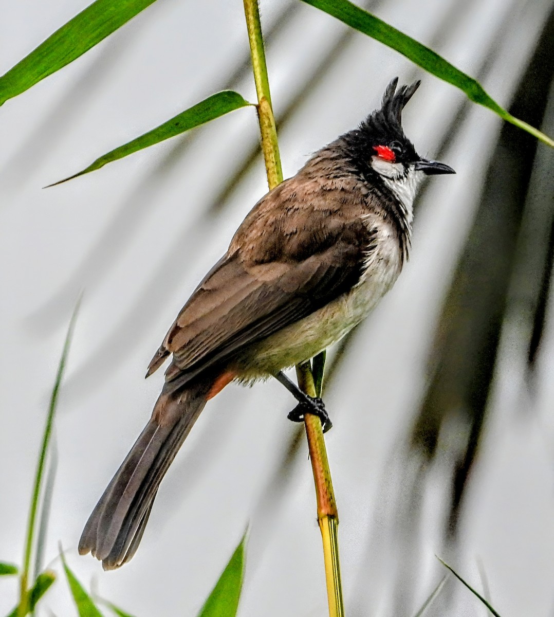 Rotohrbülbül - ML647876561