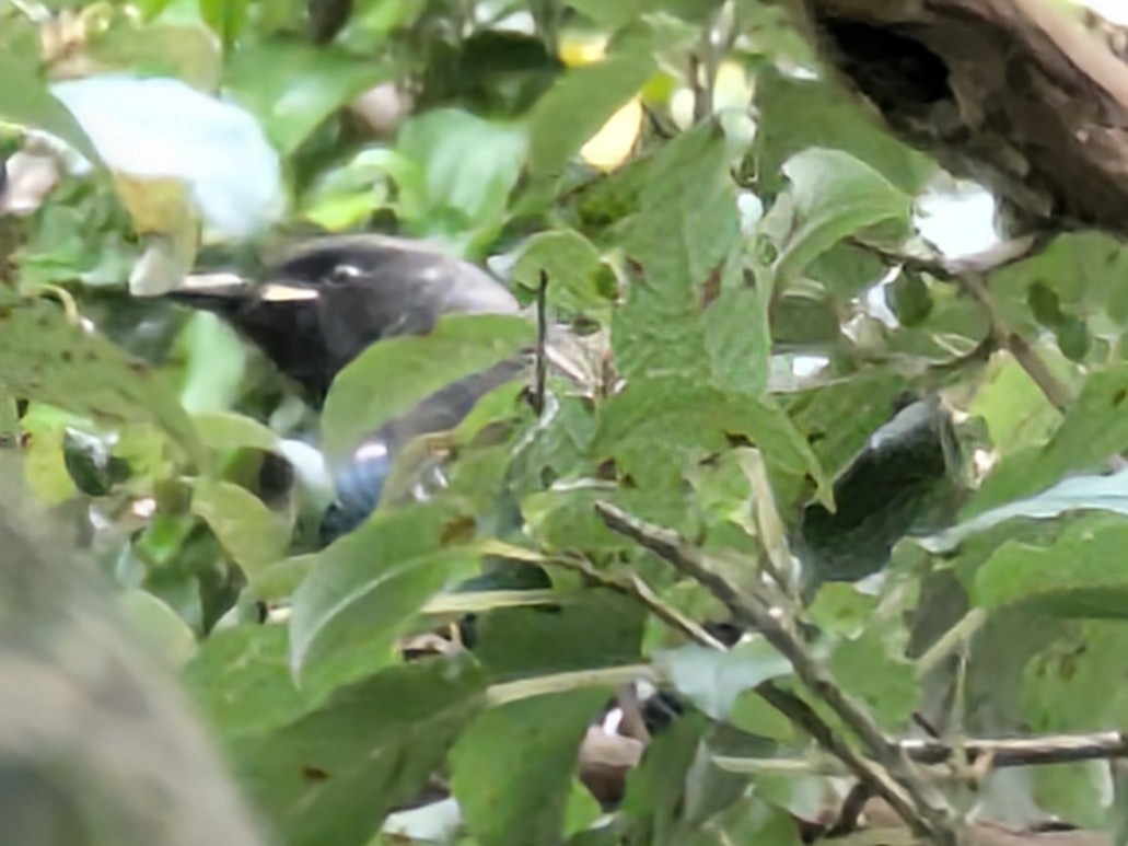 Maorihonigfresser - ML647876563