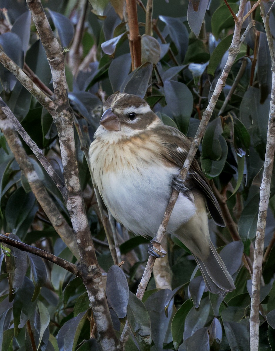 Rosenbrust-Kernknacker - ML647876565