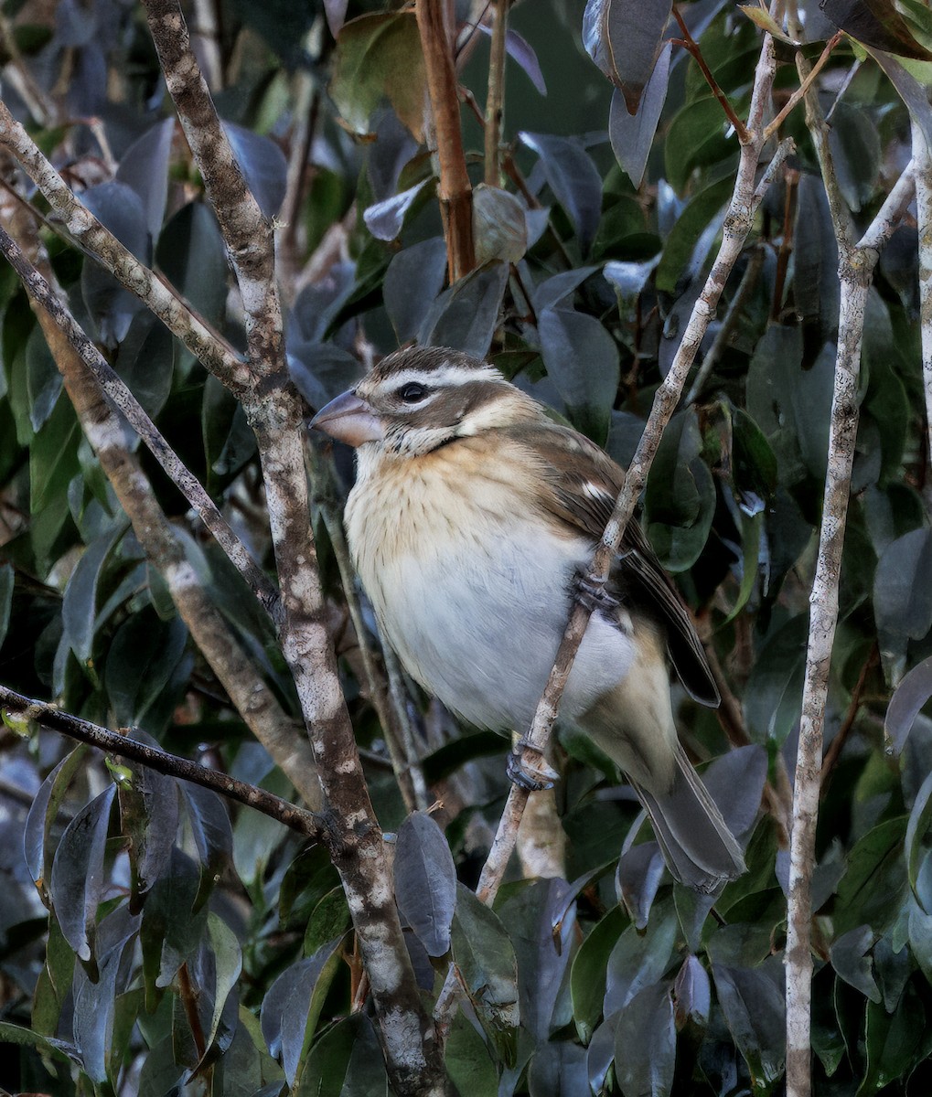 Rosenbrust-Kernknacker - ML647876566