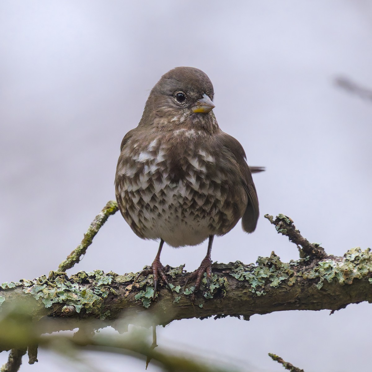 Fuchsammer (Aleutenammer) - ML647876567